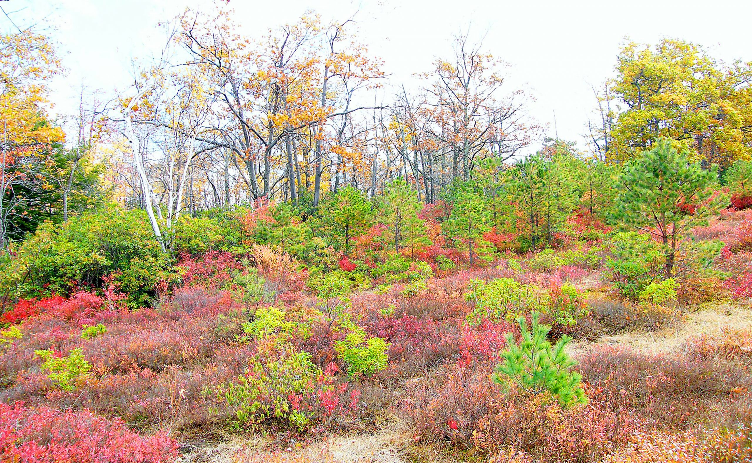 Fall landscape with native shrubs and bushes.