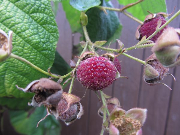 Michigan Black Raspberry Is There A Taste Difference With Different Colored Raspberries ...