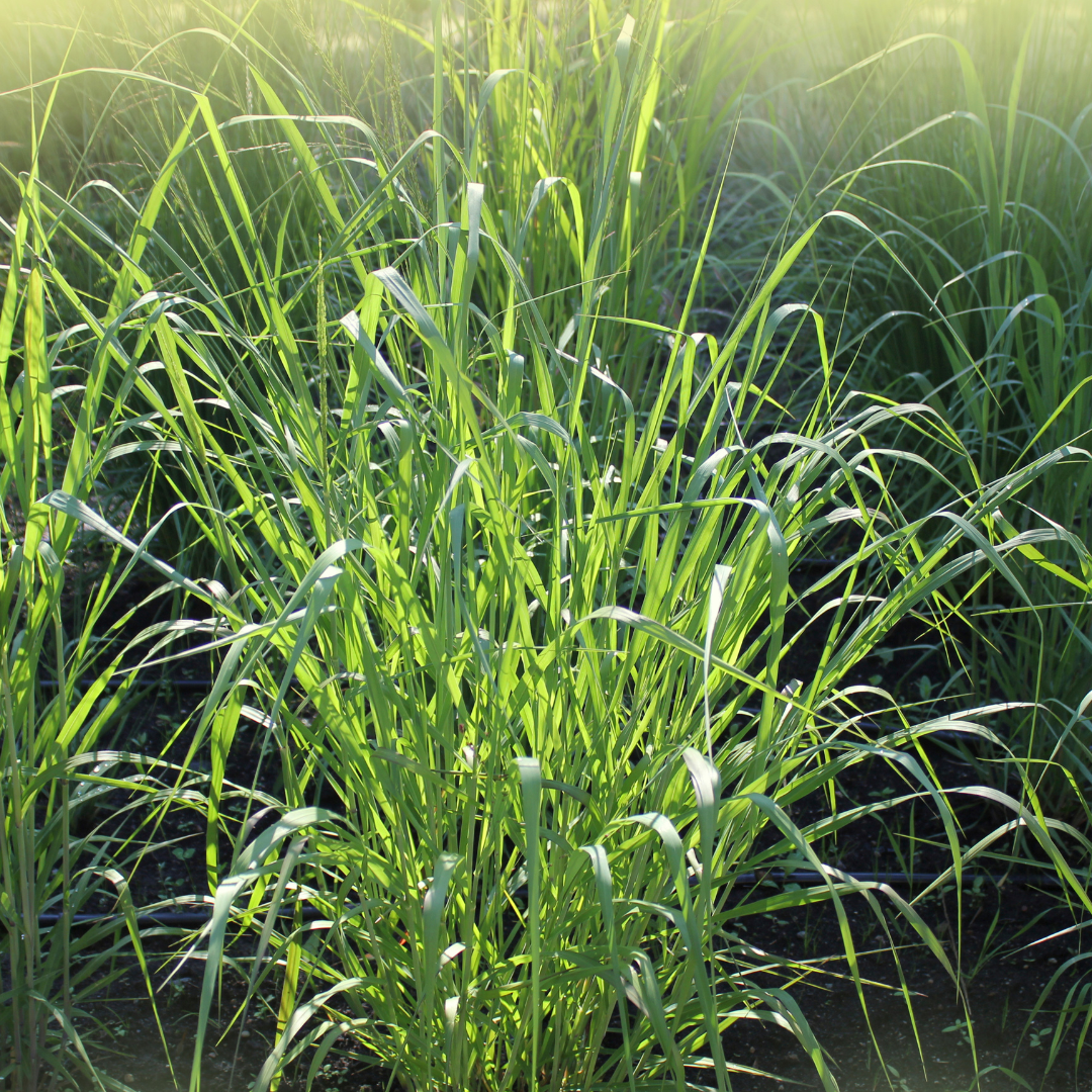 Switchgrass Good for steep slopes and erosion control, switchgrass is a good clay soil native plant.