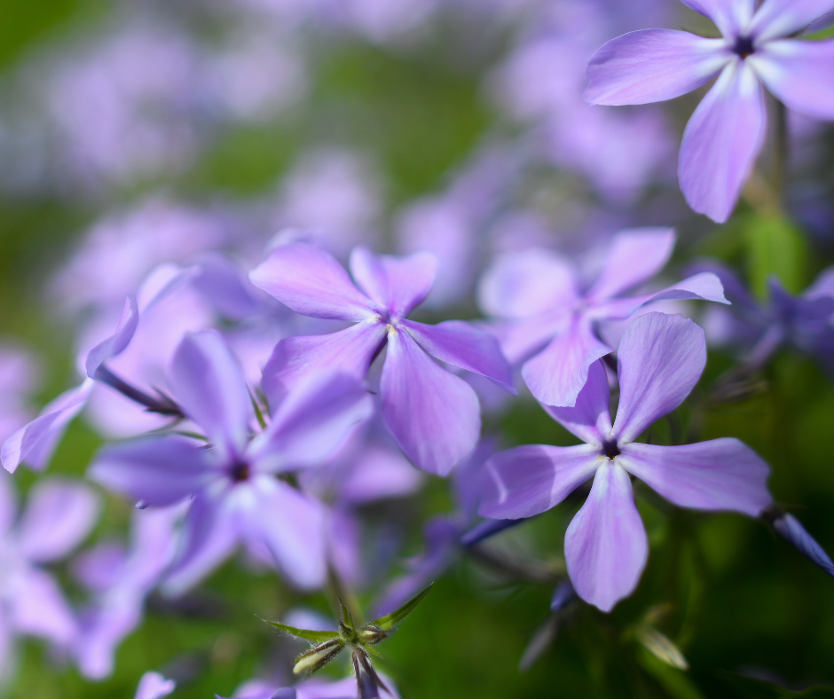 Woodland phlox or wild blue phlox in a wooded shady setting.
