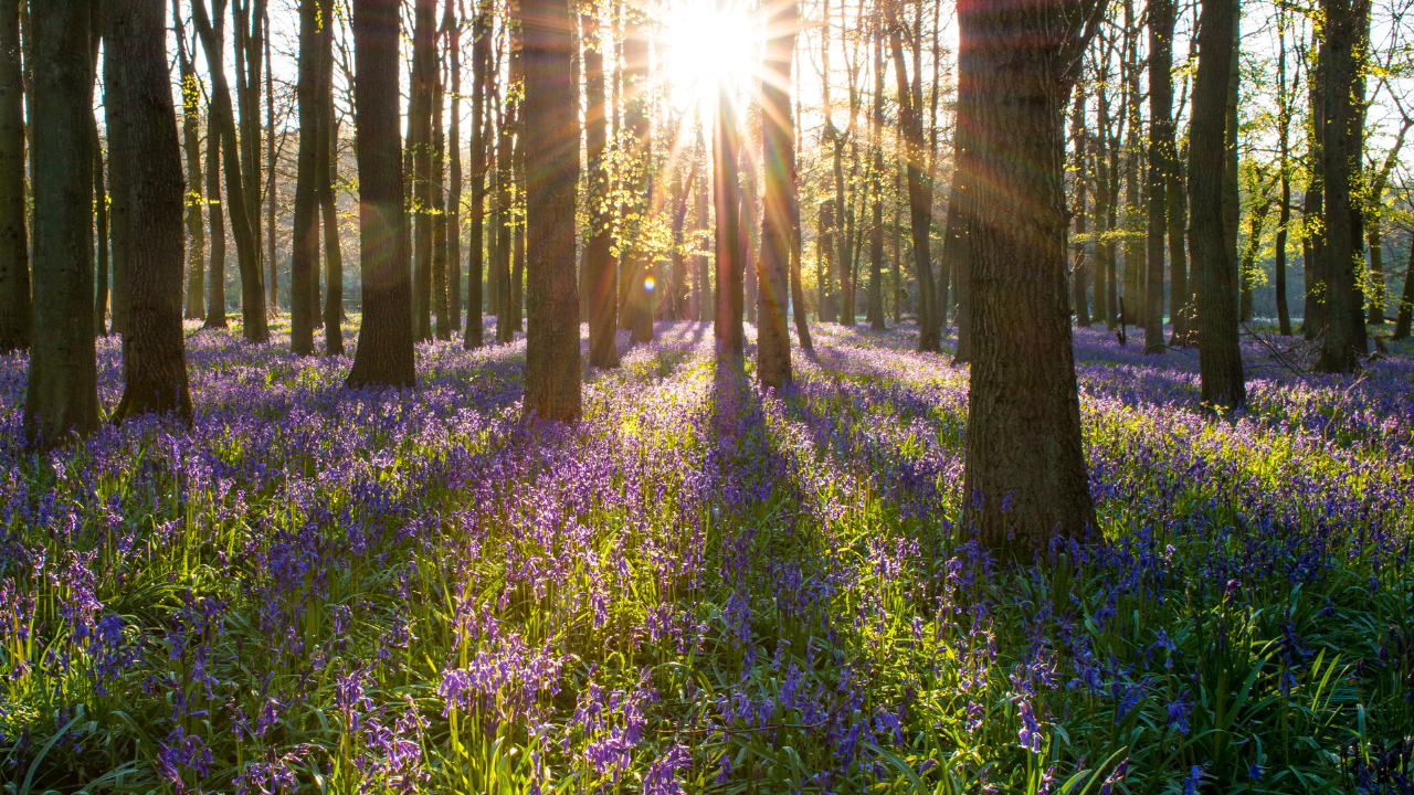 Woodland plants are shade-tolerant native plants that can bloom in almost full shade conditions.