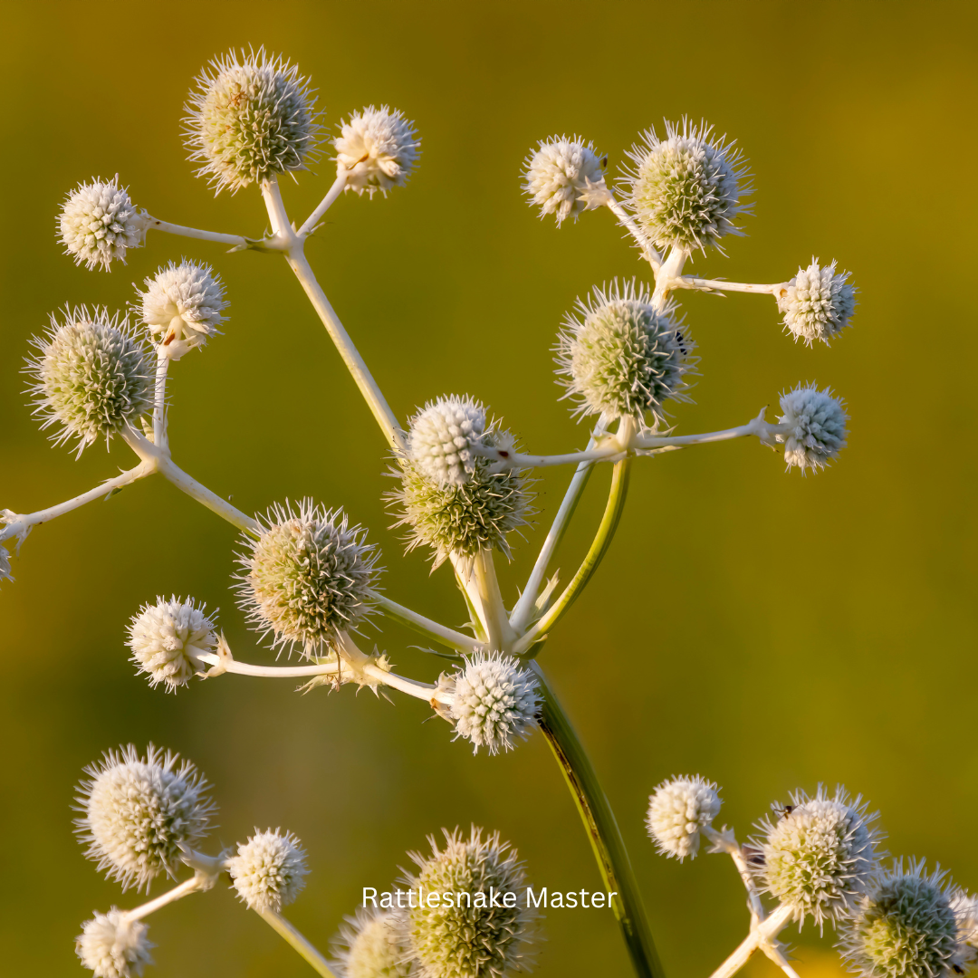Rattlesnake Master (Eryngium yuccifolium)