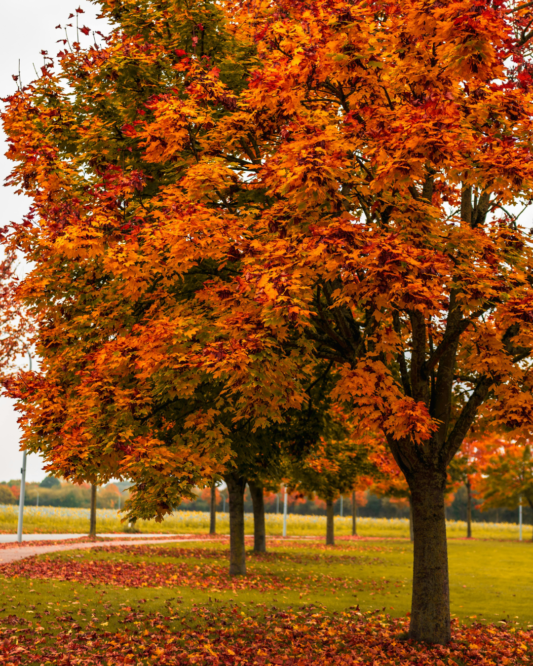 Autumn Blaze Maple (Acer × freemanii)